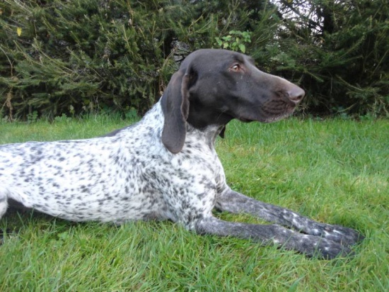 German shorthaired pointer
