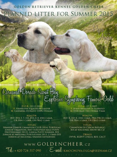 Golden Retriever – puppies available